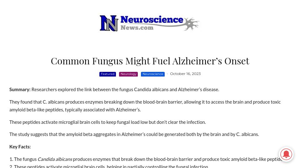 Screenshot of neurosciencenews.com: Common fungus candida albicans might fuel Alzheimer's onset