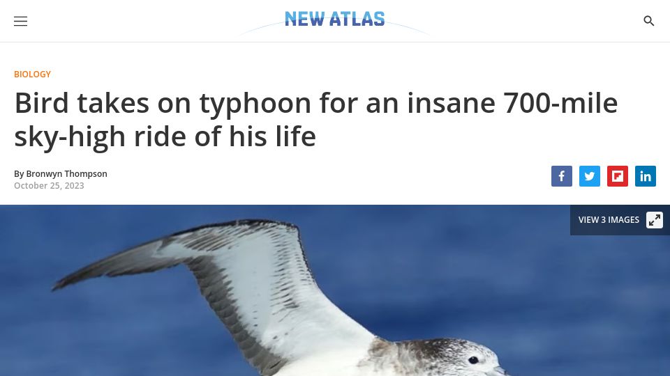 Screenshot of newatlas.com: Bird with GPS flies into typhoon