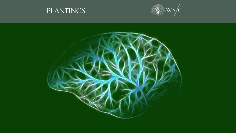 Screenshot of worldsensorium.com: What Plants Are Saying About Us