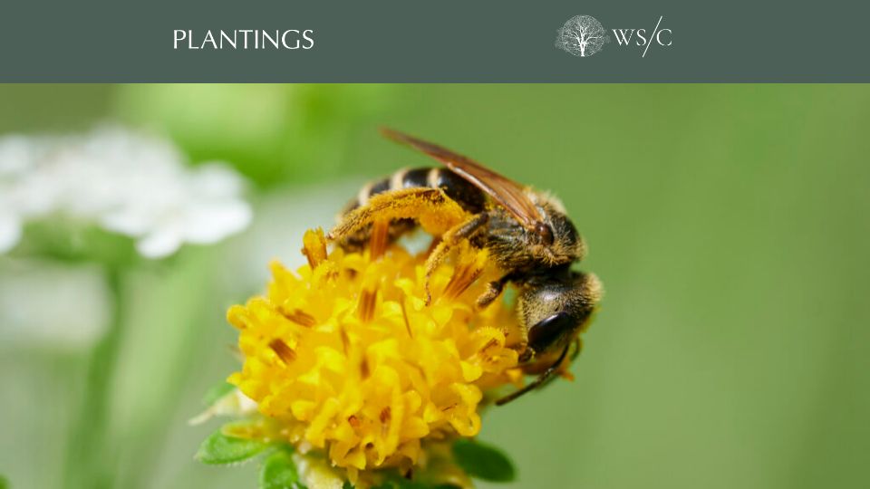 Screenshot of worldsensorium.com: Proboscis, pollen, and the rapture of interspecies intimacy