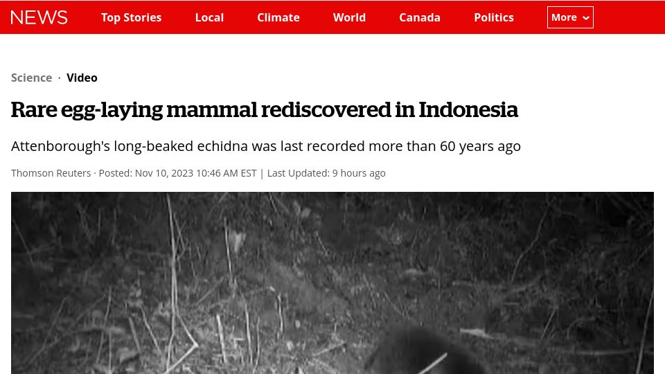 Screenshot of cbc.ca: Attenborough’s long-beaked echidna rediscovered in Indonesia