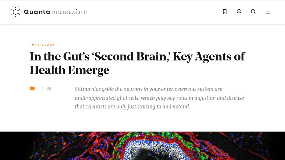 Screenshot of quantamagazine.org: In the gut's 'second brain,' key agents of health emerge