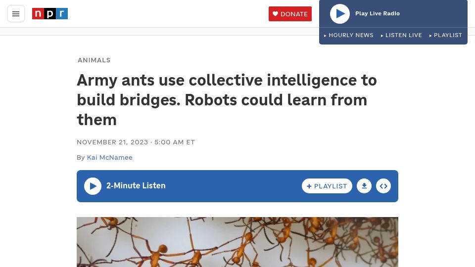 Screenshot of npr.org: Army ants use collective intelligence to build bridges