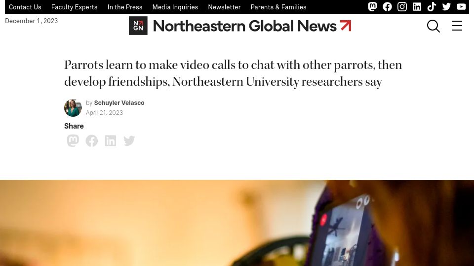 Screenshot of news.northeastern.edu: Parrots learn to make video calls to chat with other parrots: study