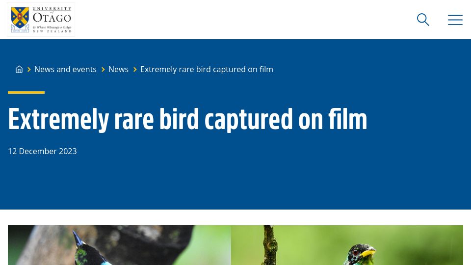 Screenshot of otago.ac.nz: Rare half female, half male bird spotted by University of Otago zoologist