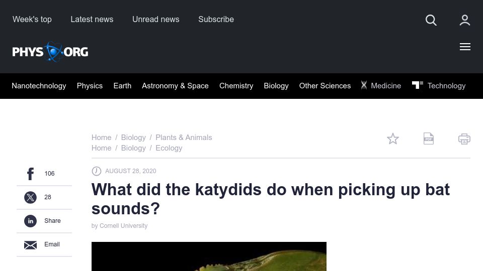 Screenshot of phys.org: What katydids do when picking up bat sounds