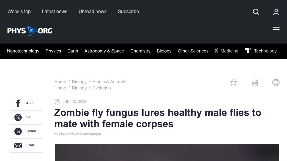 Screenshot of phys.org: Zombie fly fungus lures healthy male flies to mate with female corpses (2022)