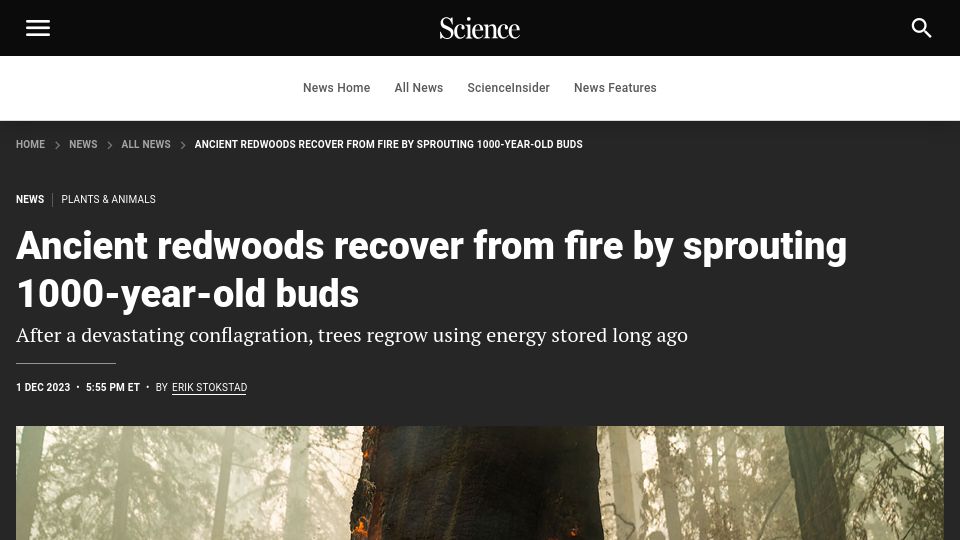 Screenshot of science.org: Ancient redwoods recover from fire by sprouting 1000-year-old buds