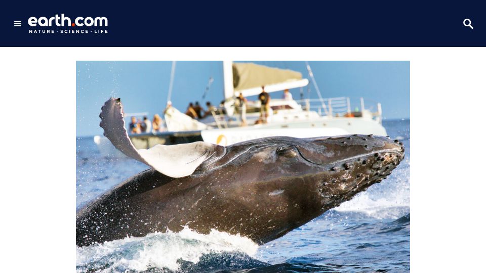 Screenshot of earth.com: Scientists have 20-minute "conversation" with a humpback whale