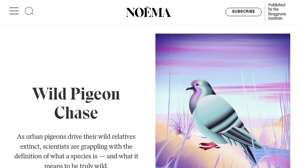 Screenshot of noemamag.com: Wild Pigeon Chase