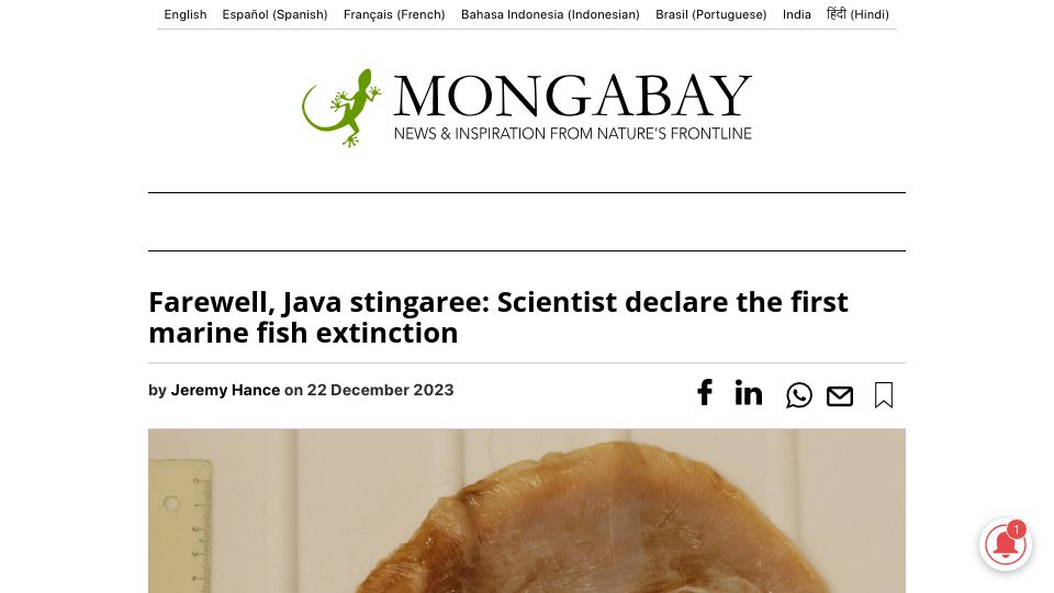 Screenshot of news.mongabay.com: Farewell, Java stingaree: Scientist declare the first marine fish extinction