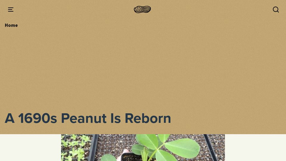 Screenshot of nationalpeanutboard.org: A 1690s Peanut is Reborn