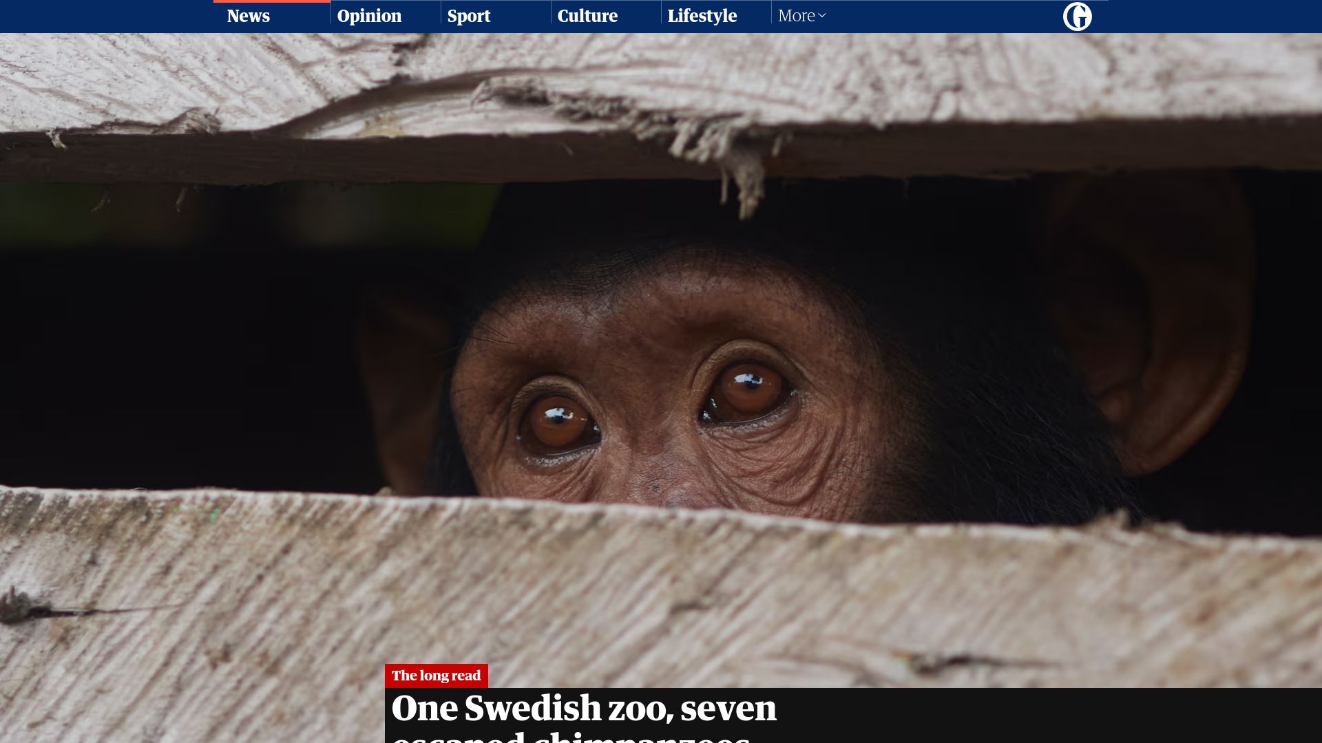 Screenshot of theguardian.com: Seven escaped chimpanzees