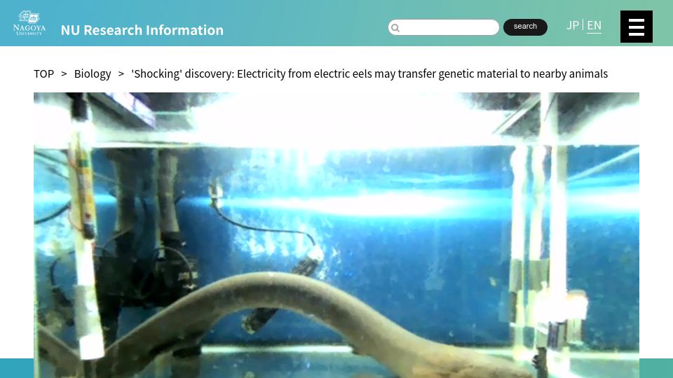 Screenshot of nagoya-u.ac.jp: Electric eel’s zap can transfer genes to nearby animals