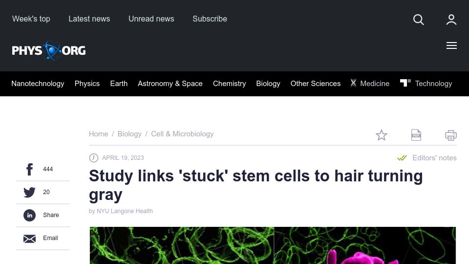 Screenshot of phys.org: Study links 'stuck' stem cells to hair turning gray