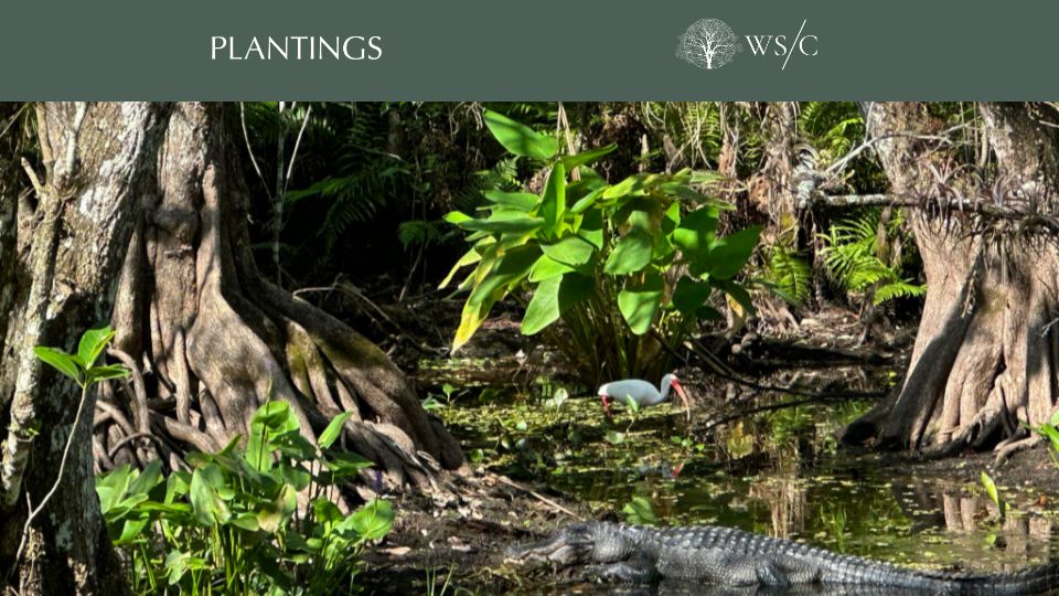 Screenshot of worldsensorium.com: Florida’s Corkscrew Swamp