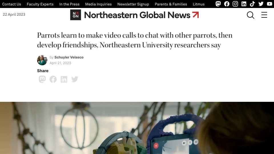 Screenshot of news.northeastern.edu: Parrots learn to make video calls to chat with other parrots: study