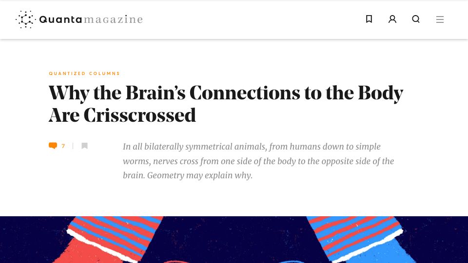 Screenshot of quantamagazine.org: Why the brain’s connections to the body are crisscrossed