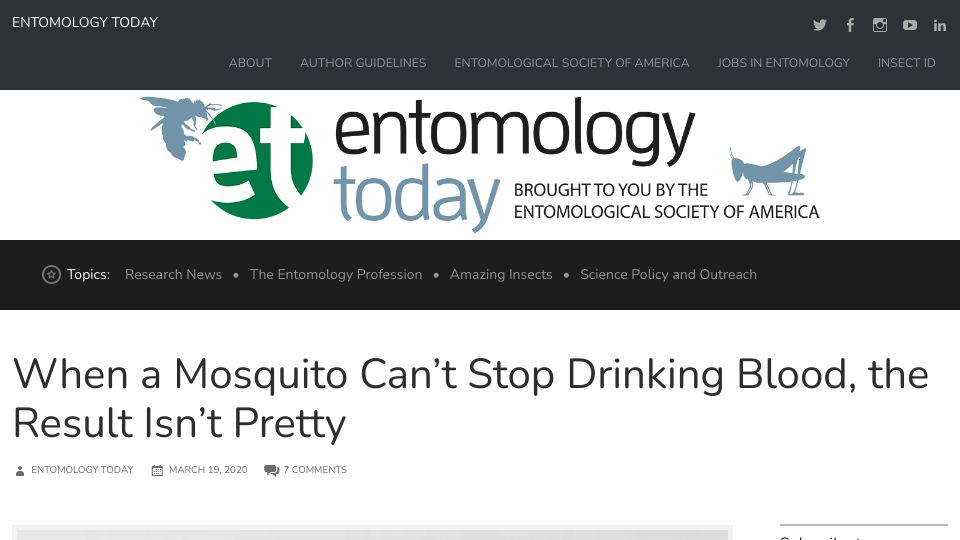 Screenshot of entomologytoday.org: When a mosquito can’t stop drinking blood, the result isn’t pretty
