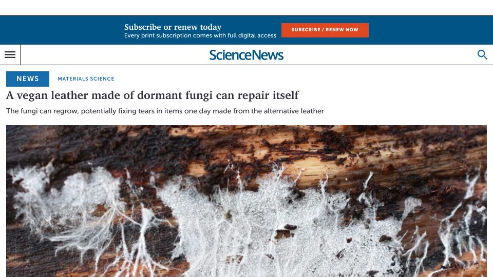 Screenshot of sciencenews.org: A vegan leather made of dormant fungi can repair itself