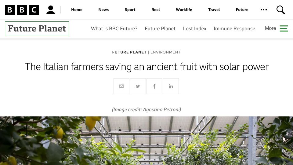 Screenshot of bbc.com: The Italian farmers saving an ancient fruit with solar power