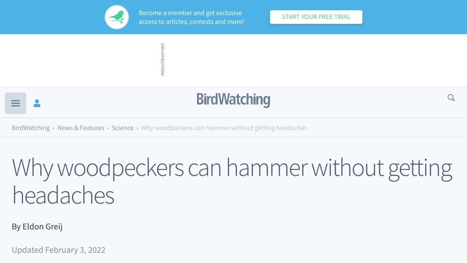 Screenshot of birdwatchingdaily.com: Why woodpeckers can hammer without getting headaches (2022)