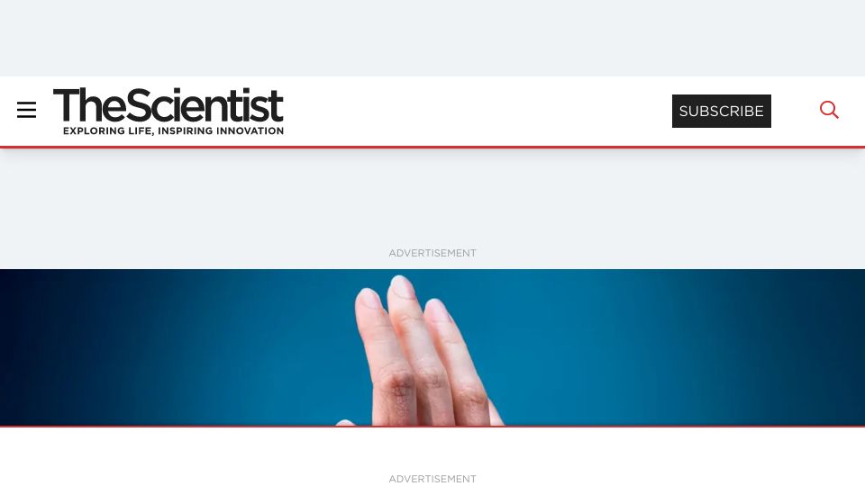 Screenshot of the-scientist.com: A bacterial culprit for rheumatoid arthritis?