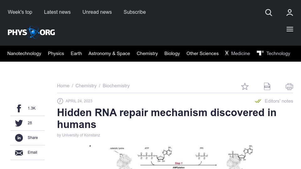 Screenshot of phys.org: RNA repair mechanism discovered in humans