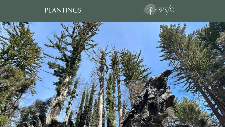Screenshot of worldsensorium.com: The regenerating power of Big Basin’s redwoods