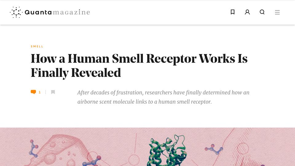 Screenshot of quantamagazine.org: Researchers have determined how an airborne molecule links to a smell receptor