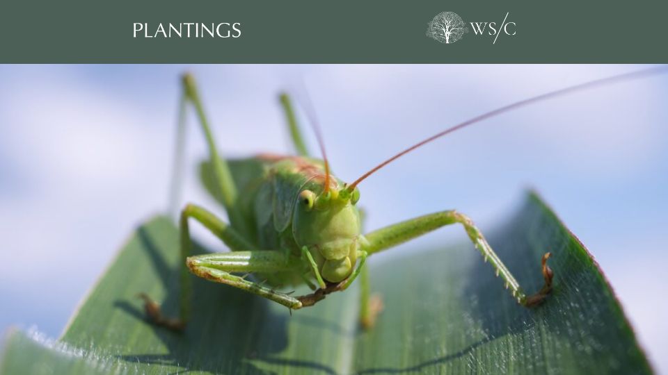 Screenshot of worldsensorium.com: A warmer planet, less nutritious plants and fewer grasshoppers?