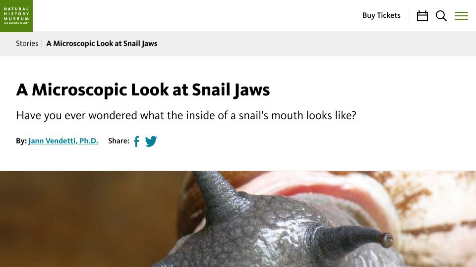 Screenshot of nhm.org: A Microscopic Look at Snail Jaws