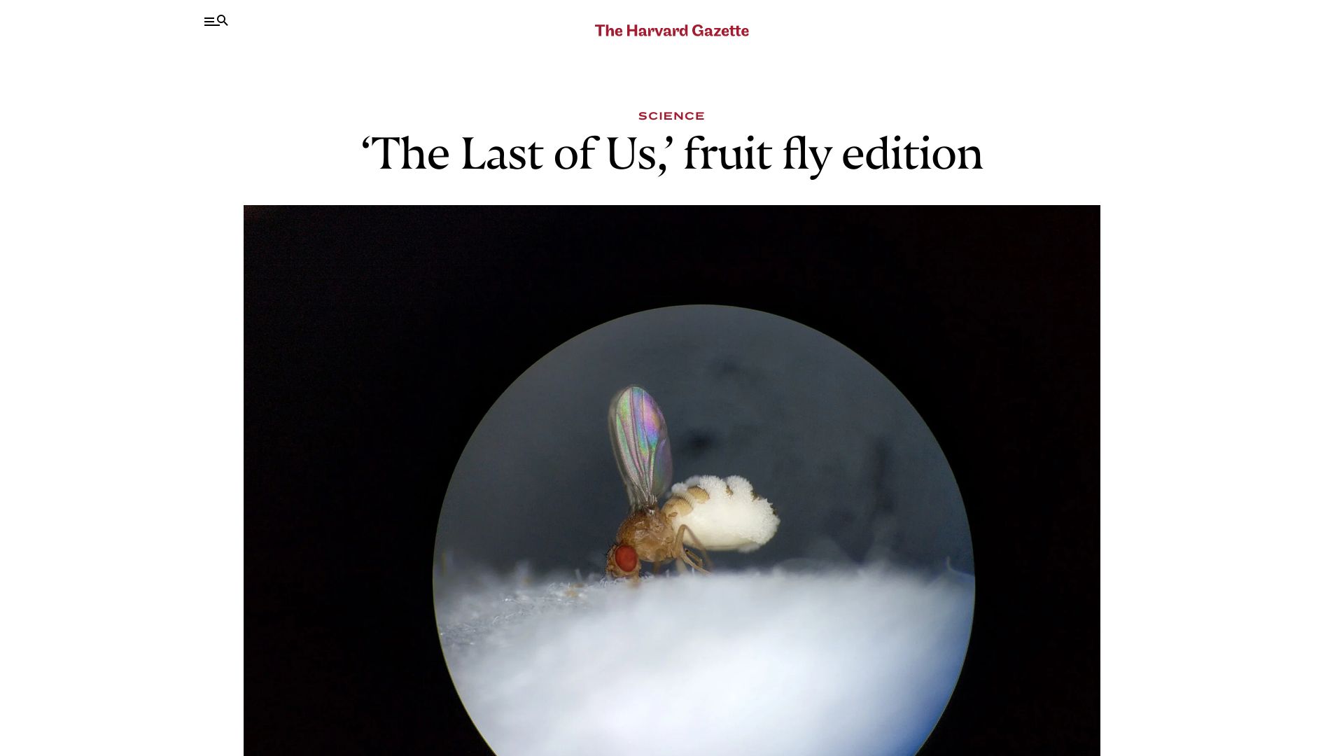 Screenshot of news.harvard.edu: ‘The Last of Us,’ fruit fly edition