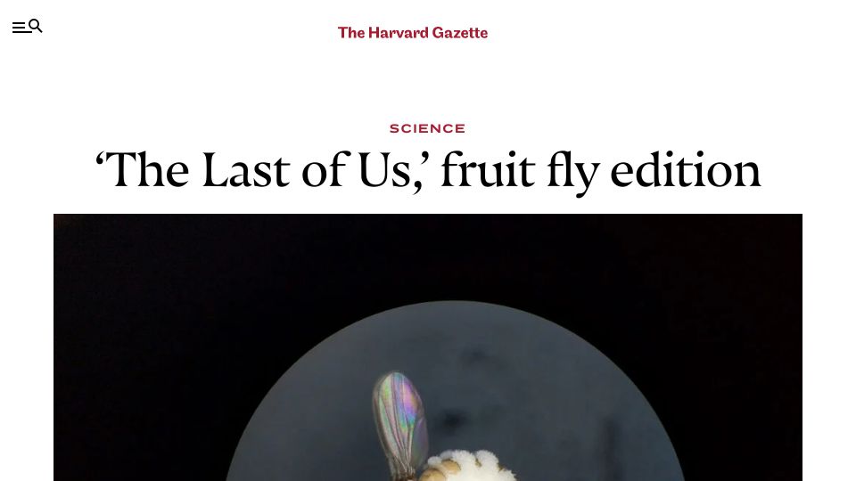 Screenshot of news.harvard.edu: ‘The Last of Us,’ fruit fly edition