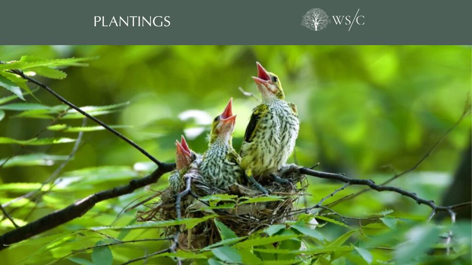 Screenshot of worldsensorium.com: Bioacoustics: Finding the Voices of Other Species