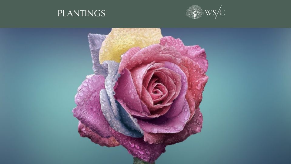 Screenshot of worldsensorium.com: Why Roses Smell Nice