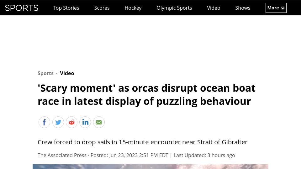 Screenshot of cbc.ca: 'Scary moment' as orcas disrupt ocean boat race