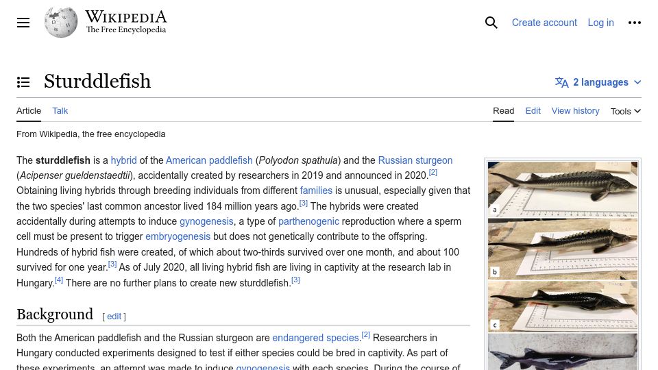 Screenshot of en.wikipedia.org: Sturddlefish