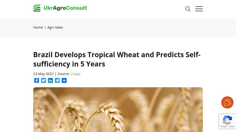 Screenshot of ukragroconsult.com: Brazil develops tropical wheat and predicts self-sufficiency in 5 years