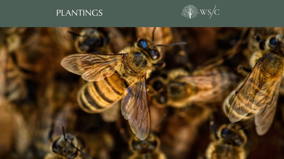 Screenshot of worldsensorium.com: Bees can learn, remember, think and make decisions