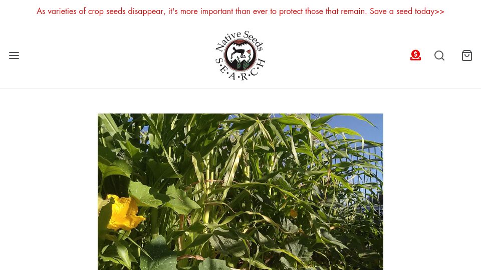 Screenshot of nativeseeds.org: How to Grow a Three Sisters Garden (2016)