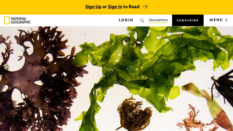 Screenshot of nationalgeographic.com: Could seaweed be the 'fastest and least expensive' tool to fight climate change?