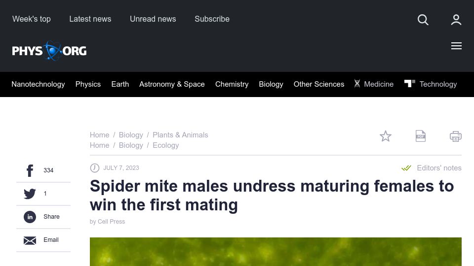 Screenshot of phys.org: Spider mite males undress maturing females to win the first mating