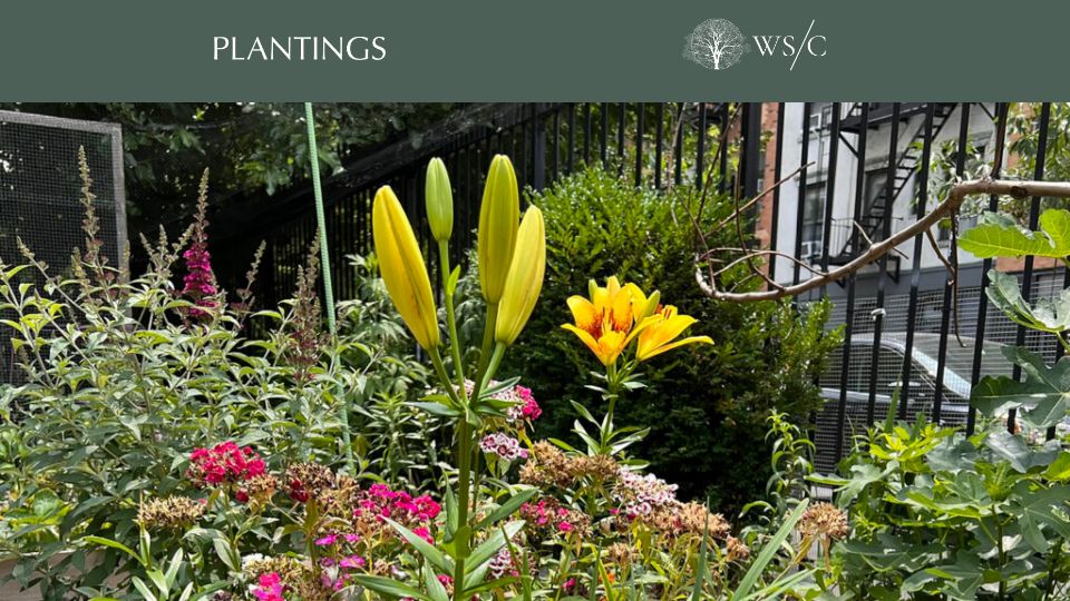 Screenshot of worldsensorium.com: Green Oases: NYC’s Community Gardens