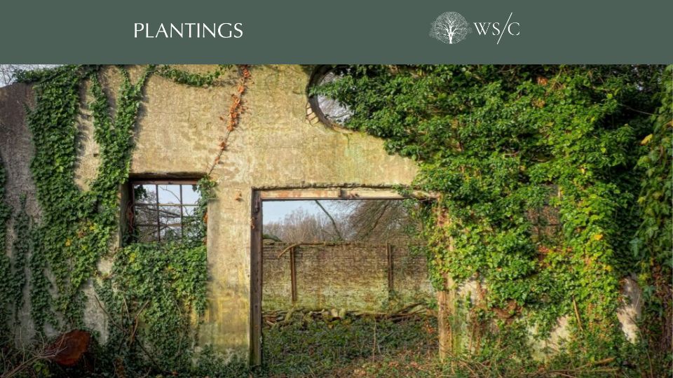 Screenshot of worldsensorium.com: Plants that are signs of former human settlements