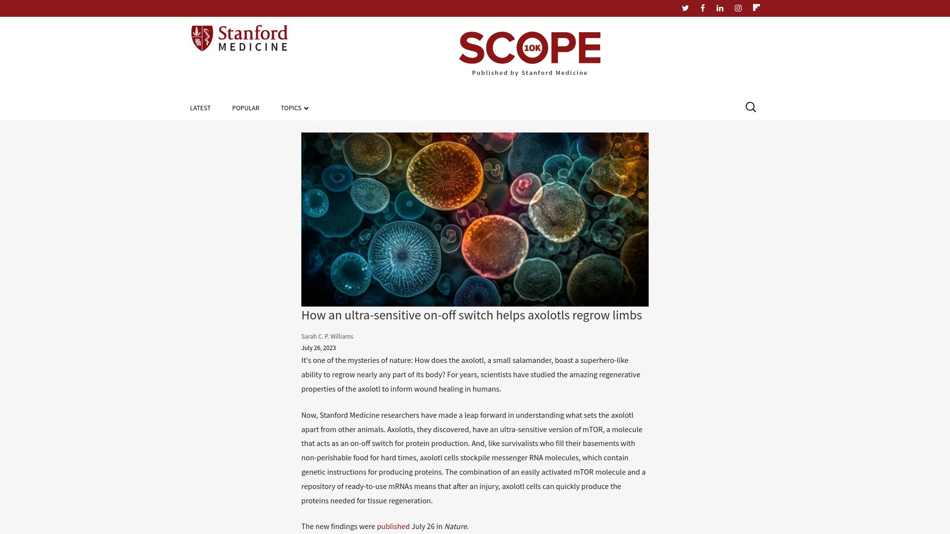 Screenshot of scopeblog.stanford.edu: An ultra-sensitive on-off switch helps axolotls regrow limbs