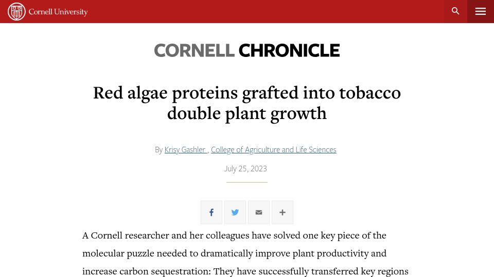 Screenshot of news.cornell.edu: Red algae proteins grafted into tobacco double plant growth