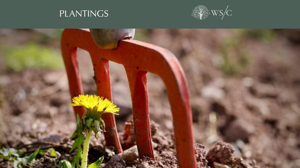 Screenshot of worldsensorium.com: The Power of Weeds to End Hunger in an Uncertain Climate