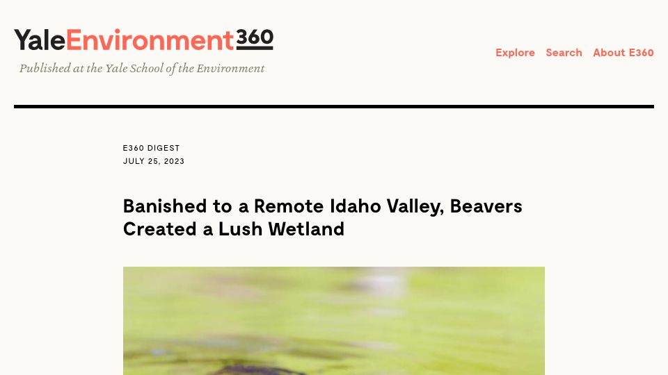 Screenshot of e360.yale.edu: Banished to a remote Idaho valley, beavers created a lush wetland