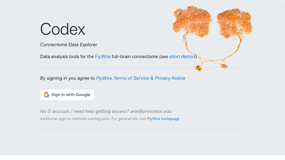 Screenshot of codex.flywire.ai: Whole-brain connectome of the fruit fly
